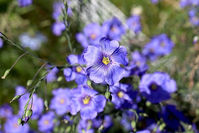 You are currently viewing Flax Flowers – السی
