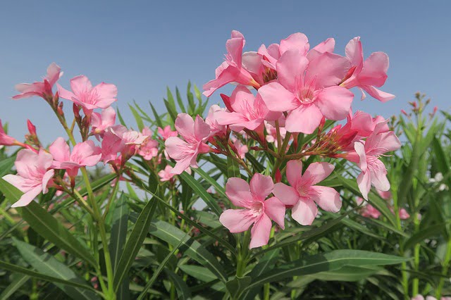 You are currently viewing Oleander – کنیر