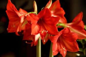 Read more about the article Amaryllis / گلِ عروسہ