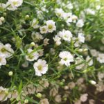Read more about the article Gypsophilla Flowers | Baby’s Breath | جپسوفلا