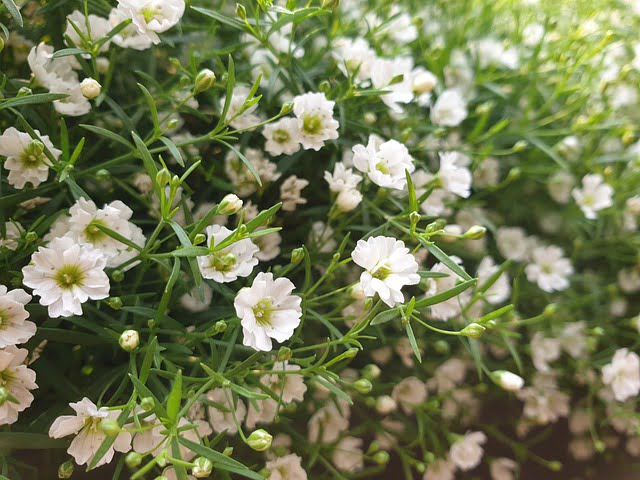You are currently viewing Gypsophilla Flowers | Baby’s Breath | جپسوفلا