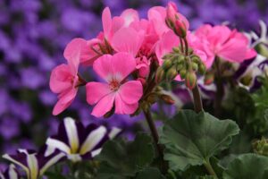 Read more about the article Geranium (Pelargonium) – جیرینئم