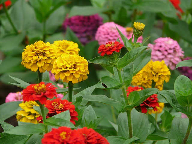 You are currently viewing Zinnia Flowers – زینیا