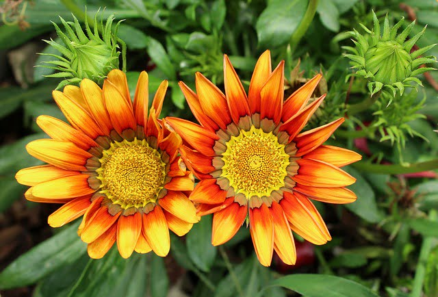 You are currently viewing Gazania – گزینیا