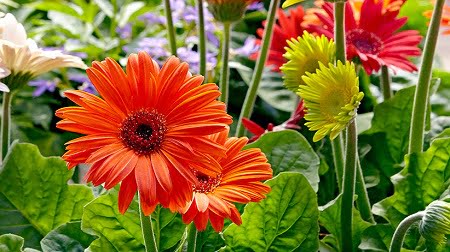 You are currently viewing Gerbera (Transvaal Daisy) – جربرا