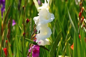 Read more about the article Gladiolus Flowers (Sword Lily) – گلیڈیولس