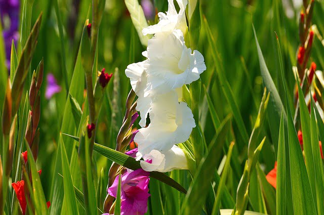 You are currently viewing Gladiolus Flowers (Sword Lily) – گلیڈیولس