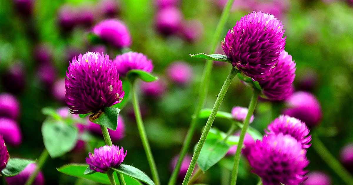 You are currently viewing Globe Amaranth – گمفرینا