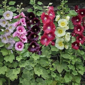 Read more about the article Holly hock – گلِ خیرہ