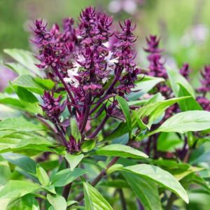 Read more about the article Niazbo (Sweet Basil) in Pakistan – نیازبو کی کاشت