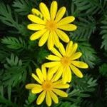 Read more about the article Gamolepis / Euryops – گیمولیپسس