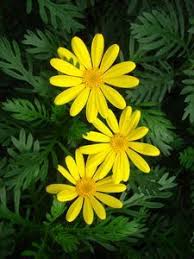 Read more about the article Gamolepis / Euryops – گیمولیپسس