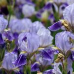 Read more about the article Iris – آئرس