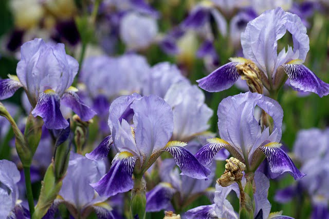 how to grow iris