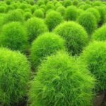 Read more about the article Kochia – کوچیا