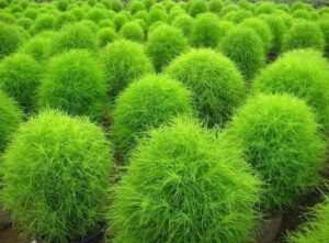 Read more about the article Kochia – کوچیا