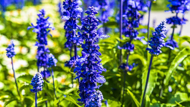 You are currently viewing Larkspur (Delphinium) – گلِ نافرمان