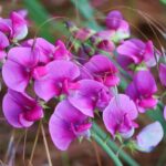 Read more about the article Sweet Pea Flowers – مٹر پھول