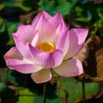 Read more about the article Lotus Flower – کنول