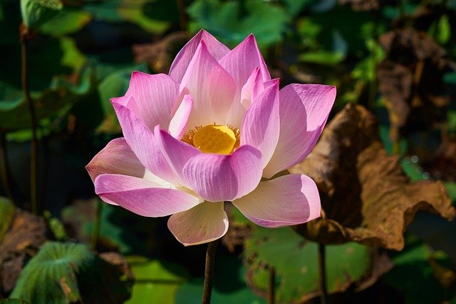You are currently viewing Lotus Flower – کنول