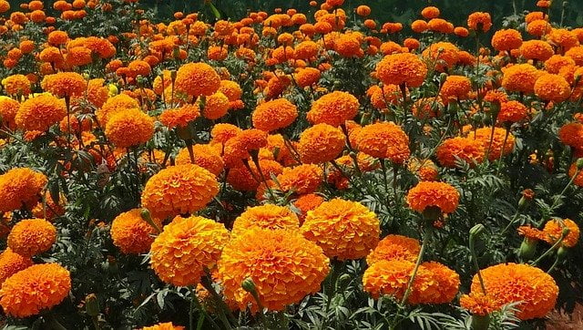 You are currently viewing Marigold – گیندا