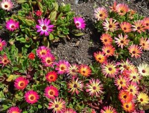 Read more about the article Ice Plant (Living Stone Daisy) – آئس پلانٹ