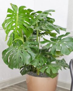 Read more about the article Monstera Plant – مونسٹریا