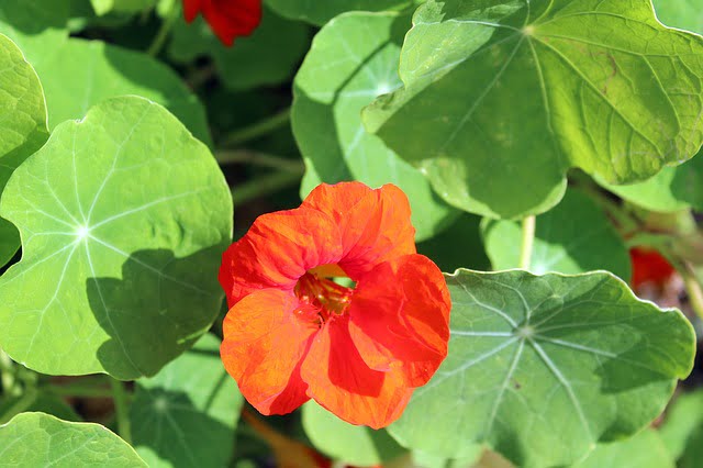 You are currently viewing Nasturtium – نسٹرشئم