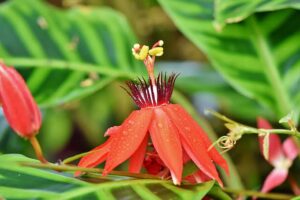 Read more about the article Passion Flower – پیشن فلاور