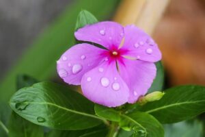 Read more about the article Madagascar Periwinkle Flowers – رتن