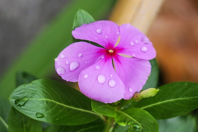 You are currently viewing Madagascar Periwinkle Flowers – رتن