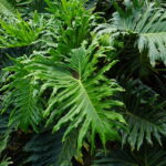 Read more about the article Philodendron – فلوڈینڈران