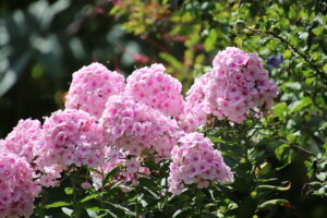Read more about the article Garden Phlox – فلاکس