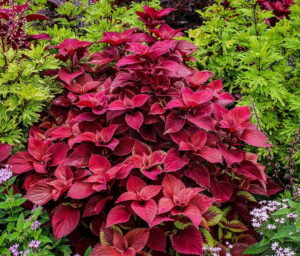 Read more about the article Coleus – کولئس
