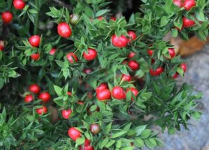 Read more about the article Ruscus plant – رسکس