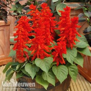 Read more about the article Salvias / Blaze of fire / Sage Flower – گلِ ریحان