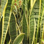 Read more about the article Snake Plant / Sansevieria – سن سویریہ