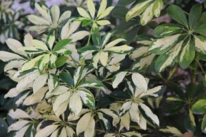 Read more about the article Schefflera – شفلیرا