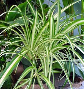 Read more about the article Spider Plant – کلوروفائٹم