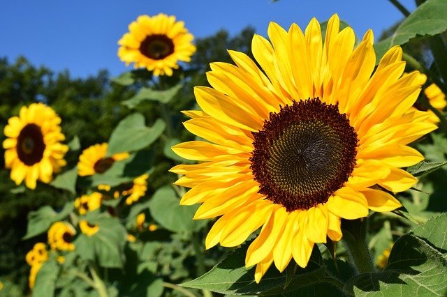 You are currently viewing Sun Flowers – سورج مکھی کے پھول