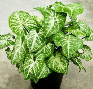 Read more about the article Syngonium / Arrowhead Plant – سنگونیم