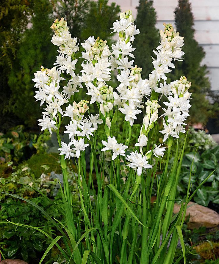 You are currently viewing Tuberose Flowers in Pakistan – گلِ شبو