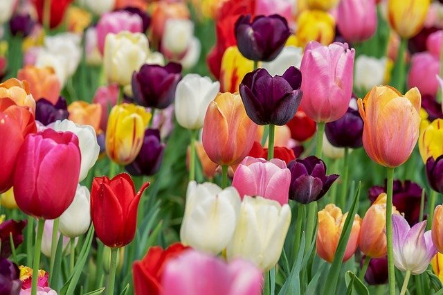 You are currently viewing Tulip Flowers – ٹیولپ