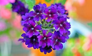 Read more about the article Grow Verbena Flowers – وربینا