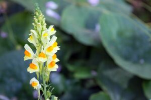 Read more about the article Toadflax – لائنیریا