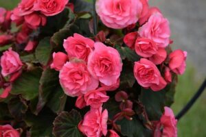 Read more about the article Begonia – بگونیا