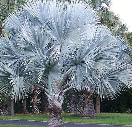 You are currently viewing Bismarck Palm – بسمارکیہ پام