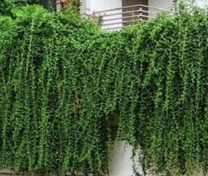 Read more about the article Curtain Climber / Bombay Creeper – سہرا بیل