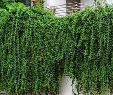 You are currently viewing Curtain Climber / Bombay Creeper – سہرا بیل