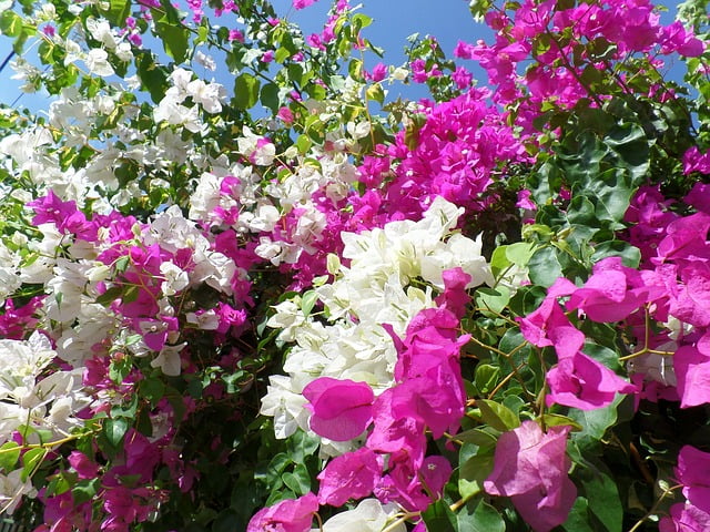 You are currently viewing Bougainvillea – بوگن ولیا